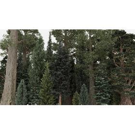 3D model 40 Summer Conifer Trees